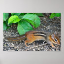 Suche nach chipmunk poster Foto