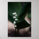 Suche nach weiße lilien poster Fotografie