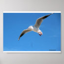 Suche nach möwen poster Natur