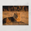 Recherche de okavango cartes postales Lion