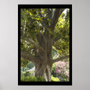 Suche nach magnolienbaum poster Natur