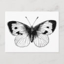 Suche nach vintage butterfly postkarten Darstellung