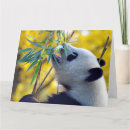 Suche nach bambus karten Bamboo