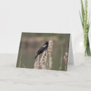 Suche nach amsel Tiere