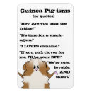 Suche nach guinea magnete Schwein