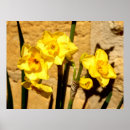 Recherche de jonquilles posters Printemps