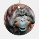 Recherche de orang outan ornements Animal