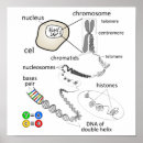 Suche nach chromosome poster Zelle