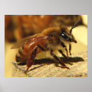 Suche nach honeybee poster Hive