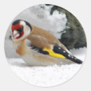 Suche nach finke aufkleber Goldfinch