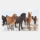 Recherche de chevaux islandais autocollants Superstock