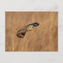 Recherche de oreilles cartes postales Faune