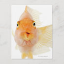 Recherche de eau douce cartes postales Animal
