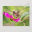 Recherche de faune flore cartes postales Colibri