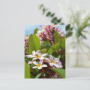 Suche nach frangipani postkarten Blume