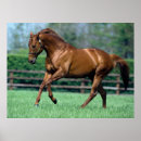 Suche nach stallion poster Wildpferd