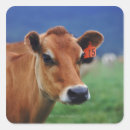 Suche nach landwirtschaft aufkleber Vieh