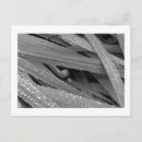 Recherche de snails cartes postales Nature