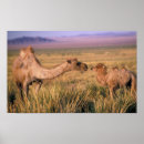 Suche nach ungewöhnliche poster Natur
