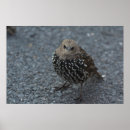 Suche nach verärgert poster Vögel