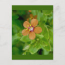 Recherche de pimpernel cartes postales Floral