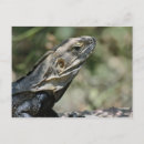 Suche nach eidechsen postkarten Iguana