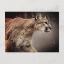 Recherche de cougar cartes postales Lion de montagne