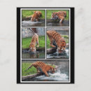 Recherche de sibérie cartes postales Nature