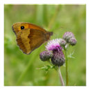 Recherche de papillons posters Nature