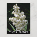 Recherche de yucca cartes postales Fleur