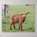 Suche nach goat poster Ziege