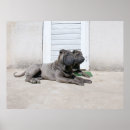 Recherche de sharpei posters Chinois