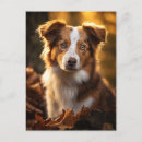 Recherche de le berger australien cartes postales Aussie