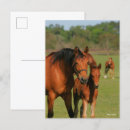 Suche nach quarter horse postkarten Bob langrish