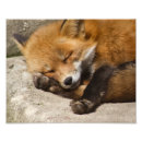 Suche nach red fox poster Fotografie
