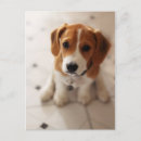 Recherche de chiot de beagle cartes postales Chien