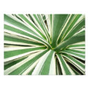 Recherche de agave posters Abstrait