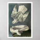 Recherche de gyrfalcon posters Animaux
