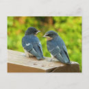 Recherche de hirondelles cartes postales Nature