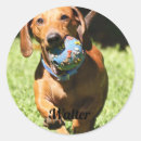Suche nach begleiter aufkleber Haustier