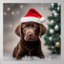 Suche nach brauner labrador poster Haustiere