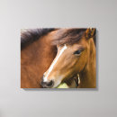 Suche nach fohlen poster leinwandbilder Superstock