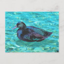 Recherche de canard noir cartes postales Vert