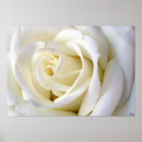 Recherche de roses blancs posters Fleurs