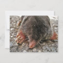 Suche nach mole postkarten Niedlich