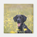 Suche nach monate magnete Tier