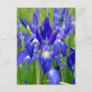 Recherche de iris bleu cartes postales Jardin