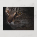 Suche nach obdachlos postkarten Katze
