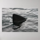 Suche nach haifische poster Meer