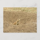 Recherche de chien prairie cartes postales Faune